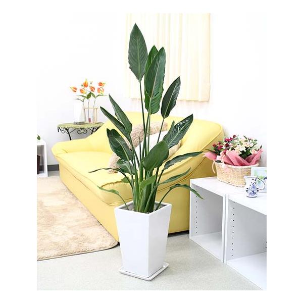 bloom-s_g8-sutoresw1