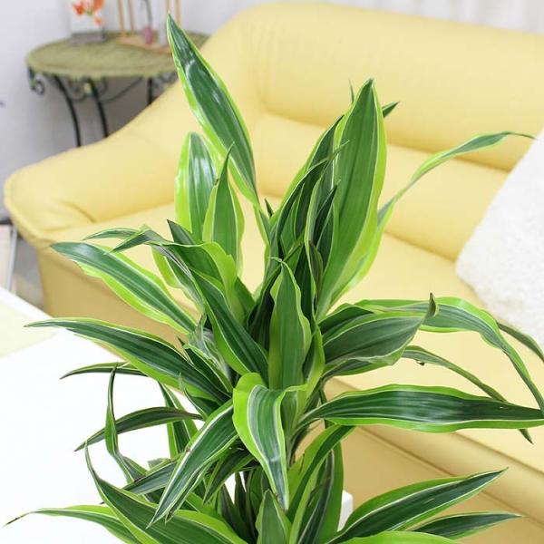 観葉植物 葉色も美しい ドラセナ デレメンシス レモンライム 9号 選べるスクエア陶器鉢 ｚタイプ 送料無料 Buyee Buyee Japanese Proxy Service Buy From Japan Bot Online