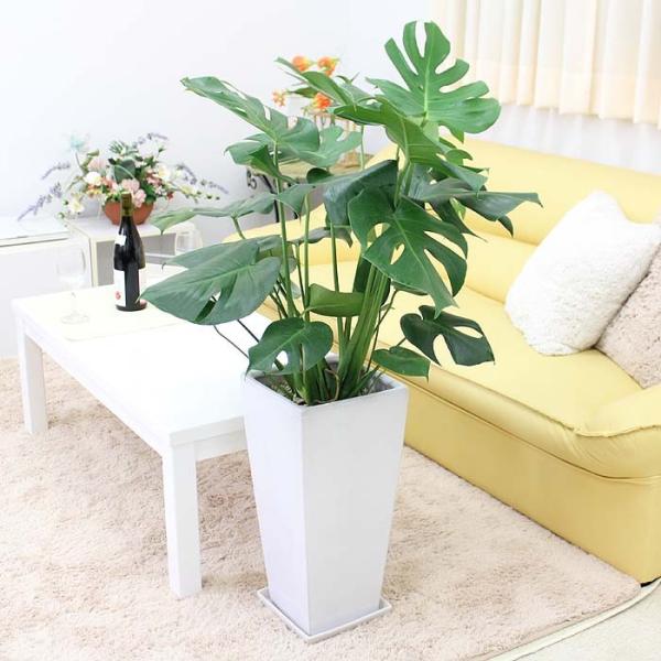 Xe 9 zCgXNGA픫 y^Cv{퐻̂Mt y̕\ʁFϐ΁bϗtA  Mtg