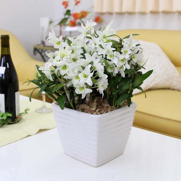 胡蝶蘭の花言葉は まごころ 思いやり ギガランキングｊｐ
