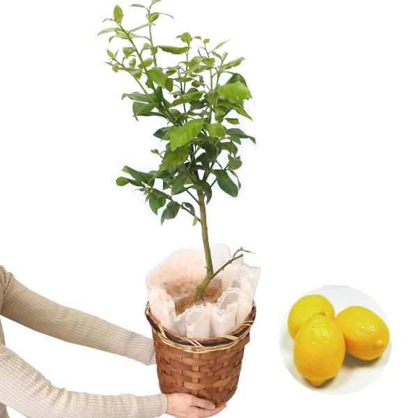 レモンの木の苗 プラスチック鉢 6号 鉢植え 花芽なしカット品 Buyee Buyee Japanese Proxy Service Buy From Japan Bot Online