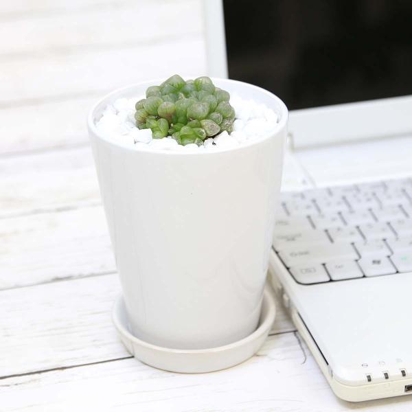 nI`A N[y[ gJ[^ i΁j zCg픫 ی`icooperi v.pilifera f truncataj