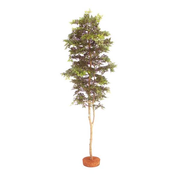 必見！完成木　山もみじ、３０年以上持込 必見！完成木 山もみじ、30年以上持込 楽天市場】もみじ 高級