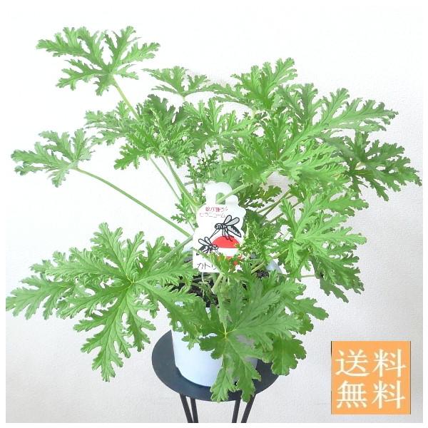 観葉植物 ハーブ 虫よけの人気商品 通販 価格比較 価格 Com