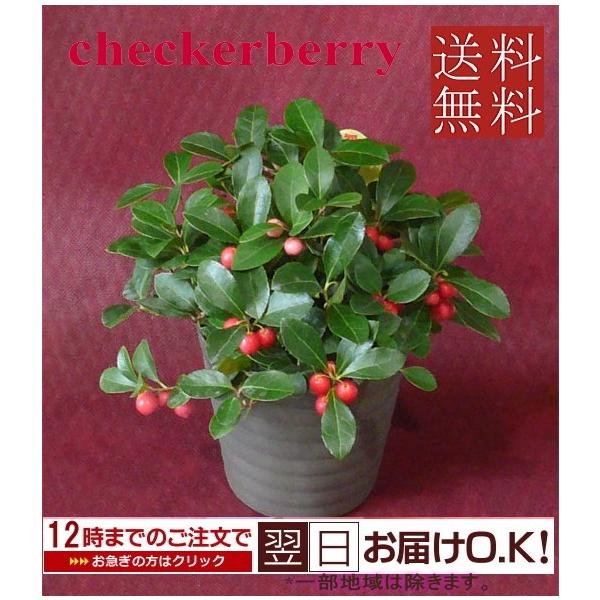 G߂̔ԁ@`FbJ[x[@󂯎MtyNX}Xzyaz@͍vX`bNł ynEBɂ߂łIz