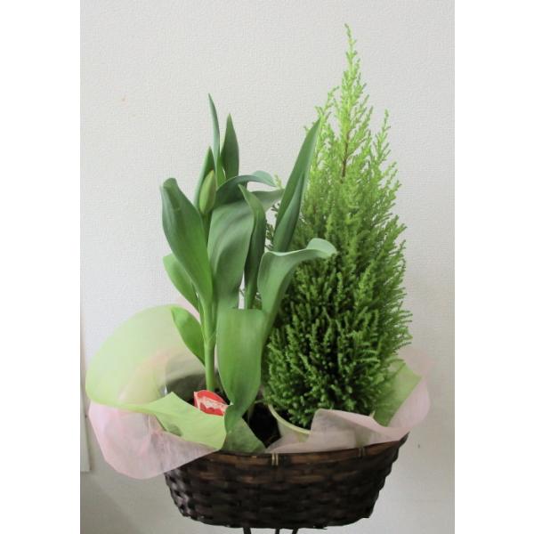 季節の寄せカゴ　チューリップ　観葉植物セット　期間限定商品