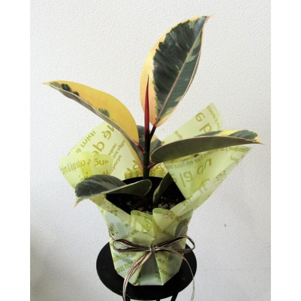 観葉植物 ゴムの木 4号 観葉植物の人気商品 通販 価格比較 価格 Com