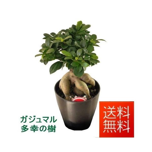 観葉植物 5号 ガジュマルの人気商品・通販・価格比較 - 価格.com