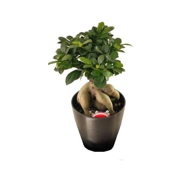 ガジュマル　５号　鉢高さ：約26cm（サイズは多少異なります。）※花器はプラスチック製です