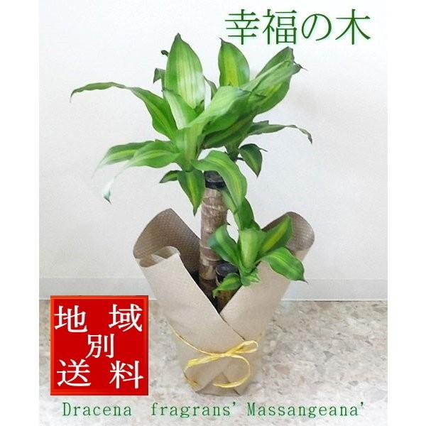 幸福の木 観葉植物 6号 開店祝い 新築祝い Kanyou 06 4 フラワーギフト ブルーマート 通販 Yahoo ショッピング