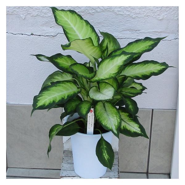 ディフェンバキア 観葉植物 6号 ホワイトカミーラ