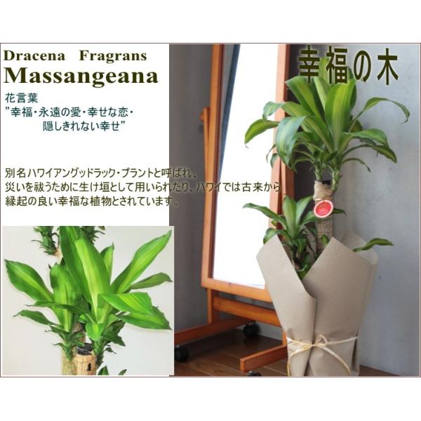 ドラセナ 幸福の木 観葉植物 マッサンゲアナ 幸福の木 7号鉢 大型 開店祝い インテリア 開業祝い 人気 誕生日 新生活 引越し祝い Buyee 日本代购平台 产品购物网站大全 Buyee一站式代购 Bot Online