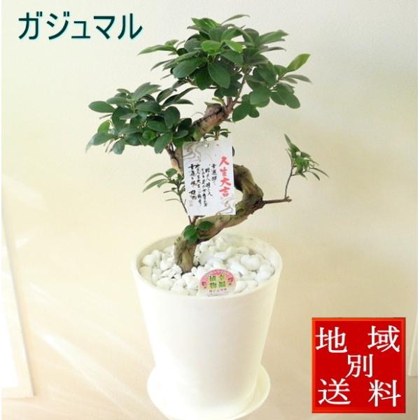 ガジュマル 8の字仕立て 8寸 レア お買い得です❣️ ガジュマル 八の字 8号鉢 末広がりの8の字 観葉植物 多幸の木 幸福を