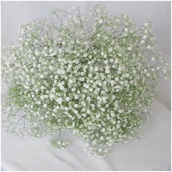 長さ 約50cm/クラッチタイプ花材　かすみ草/生花