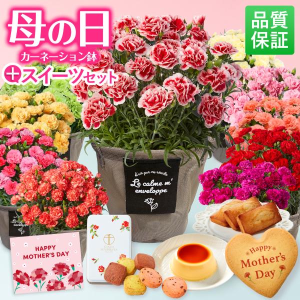 早割 母の日 カーネーション 2026 スイーツセット 花 鉢植え 花鉢 5号 ギフト 義母 70代 60代 50代 40代 30代