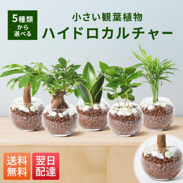 ＜セット内容＞以下からお選びいただけますサンスベリア　３号　ハイドロカルチャーコーヒーの木　３号　ハイドロカルチャーテーブルヤシ　３号　ハイドロカルチャーガジュマル　３号　ハイドロカルチャーパキラ　３号　ハイドロカルチャー＜サイズ＞高さ：画...