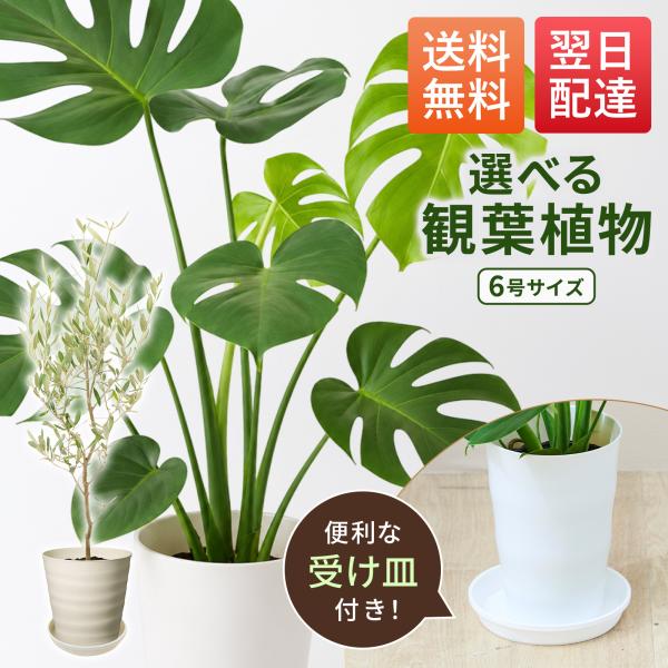 観葉植物 モンステラ オリーブの木 6号 本物 お手入れ簡単 初心者 開店祝い 引越し祝い 新築祝い ブルーミー