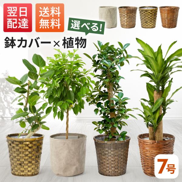 ＜内容量＞観葉植物を以下からお選びいただけます・フィカス・ベンガレンシス6号（縦×横×奥：80~90cm×30~40cm×30~40cm）・幸福の木 ドラセナ・マッサンゲアナ 7号（縦×横×奥：90~100cm×30~40cm×30~40c...