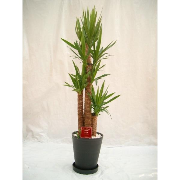 ユッカ・エレファンティペス 10号（1尺鉢） 青年の木と呼ばれる