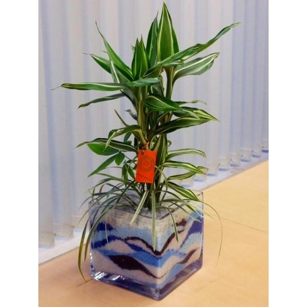 ハイドロカルチャー寄せ植え（カラーサンド）　スクエア15(ブルー)　手作りのため世界にひとつだけの模様です。