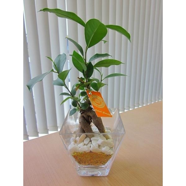 ハイドロカルチャー 観葉植物 ガジュマル スクエアガラスベース マゼペット 石のせ ２個セット 素敵なデザインでインテリアにオススメです。
