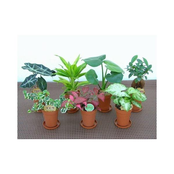 bloomgrace_kanyou-mini-001