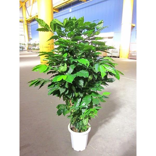 bloomgrace_sa-0210