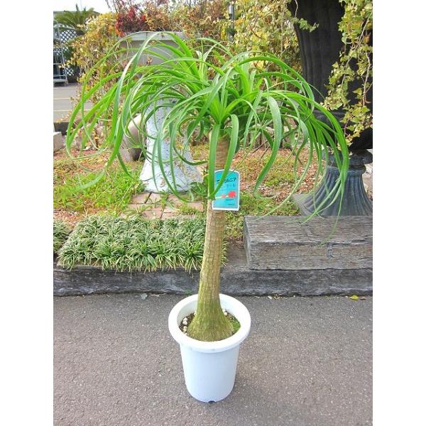 ポニーテール（ノリナ） 7号 トックリラン 観葉植物 インテリア 青年の