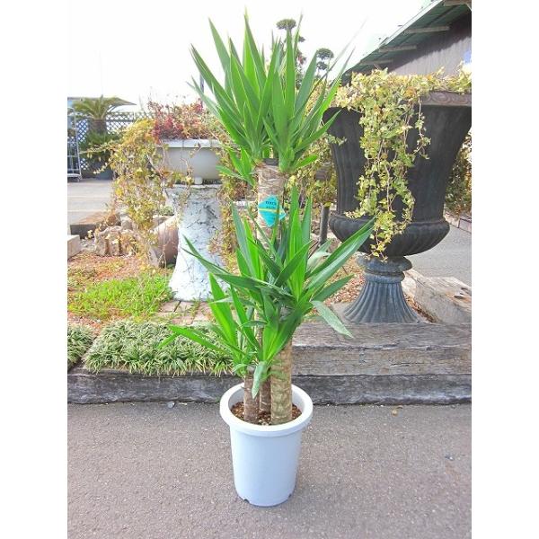 ①　ユッカ　エレファンテイペス　８号　4本植え　美形　最高等級 ① ユッカ エレファンテイペス 8号 4本植え 美形 最高等級