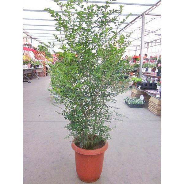 シマトネリコ 10号 観葉植物 鉢植え 販売 苗 苗木 送料無料 インテリア