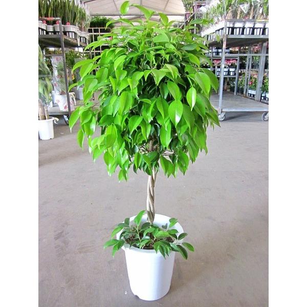 観葉植物 ファカスベンジャミン 大型 ファカス ガジュマル シェフレラ