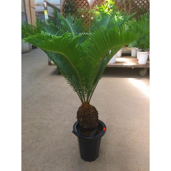 大きめのソテツ 観葉植物ソテツ　ディクソニア　ワシントンヤシ　ココスヤシ ソテツ 7号 観葉植物 南国 ヤシ 地植え リゾート 庭木 蘇鉄 鉢植え 苗