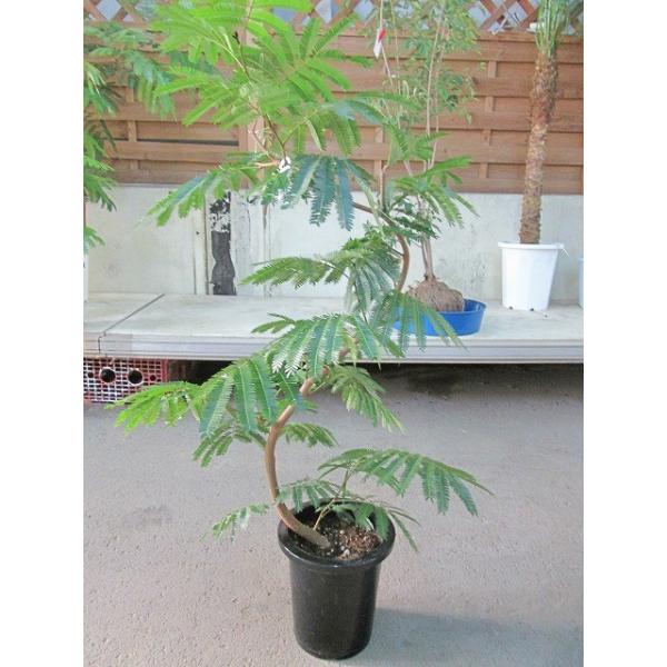 エバーフレッシュ　夜は眠るねむの木　観葉植物 120cm Amazon｜エバーフレッシュ 観葉植物 ブラックテラコッタポット