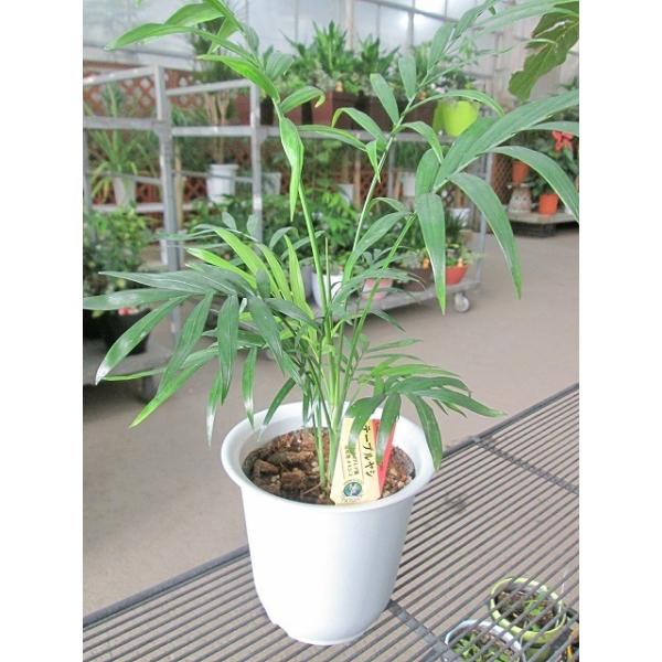テーブルヤシ 4号 観葉植物 インテリア 贈り物 ギフト 母の日 誕生日 記念日 開店祝い 鉢 チャメドレア インテリアグリーン