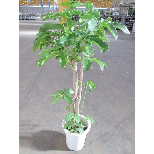 bloomgrace_sa-0504