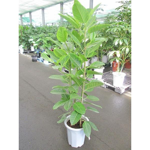 アルテシーマ 10号 観葉植物 鉢植え 苗 インテリア 贈り物 ギフト 鉢 鉢植え 母の日 お誕生日 記念日 開店祝い