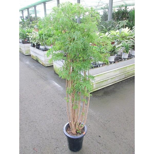 タイワンモミジ（ポリシャス） 8号 観葉植物 ポリシャス 台湾モミジ