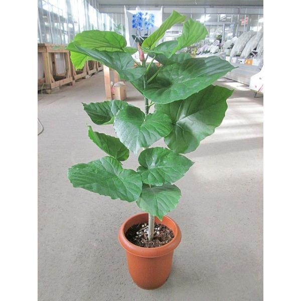 フィカス ウンベラータ 大きなハートの葉 フィカス ウンベラータ 大きなハートの葉 フィカス・ウンベラータ 8号