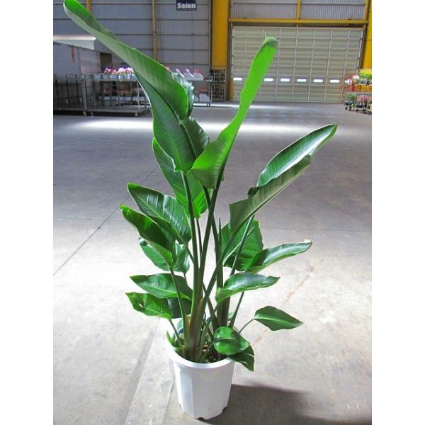 ストレリチア オーガスタ 10号 ストレリチア オーガスタ 10号 観葉植物 鉢植え 苗 リゾート