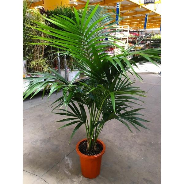 アレカヤシ 10号 観葉植物 スタイリッシュ 鉢植え 苗 リゾート 南国