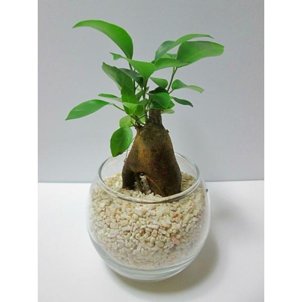 ハイドロカルチャー 観葉植物 サンゴ砂 バブ10 ガジュマル 水耕栽培 母の日 プレゼント ギフト 敬老 インテリア プランツ 贈り物 誕生日