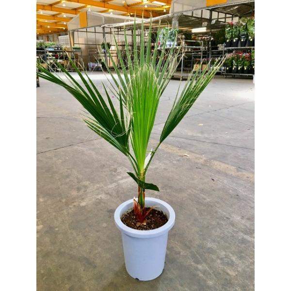 新規入荷 観葉 ワシントンヤシ 8号鉢 115センチ 新芽あり 優良株 極上品 新規入荷 観葉 ワシントンヤシ 8号鉢 115センチ 新芽あり 優良株