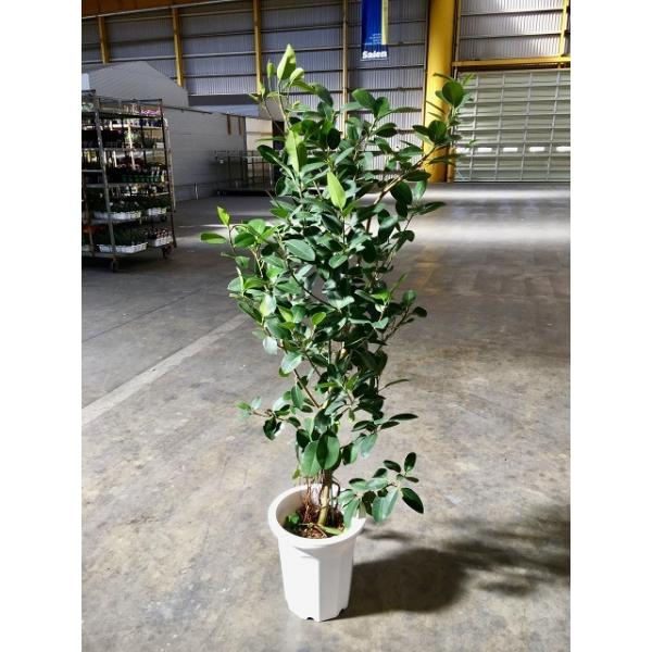 フィカス　ルビキノーサ 250425 5 184879218_o6.jpg?