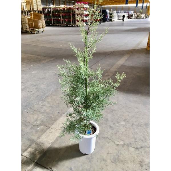 ブルーアイス 苗木 137cm❗8号 綺麗な葉色 シルバーブルー 鉢カバー