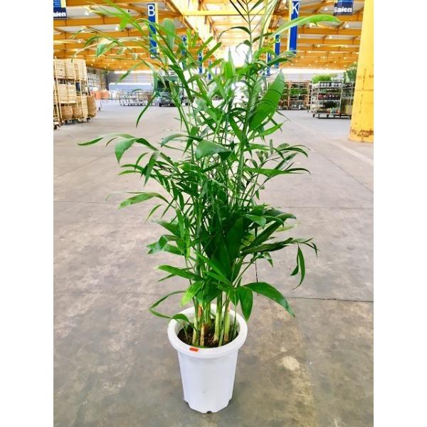 ケンチャヤシ 10号 観葉植物 鉢植え 販売 苗 苗木 鉢植え 送料無料 インテリア 贈り物 ギフト お誕生日 記念日 開店祝い