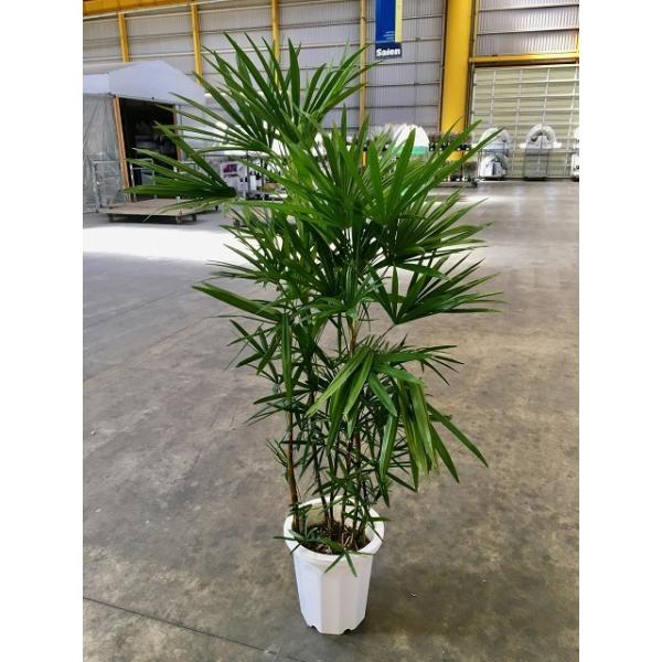 棕櫚竹　シュロチク 観葉植物 シュロチク（棕櫚竹） 10号 リブバスケットNatural