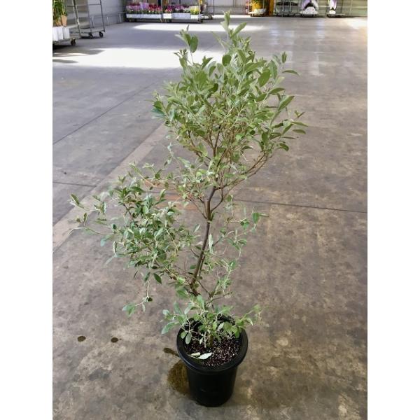 斑入りオリーブ苗 ロシアン・オリーブ 8号 グミ科 観葉植物 オリーブ 販売 苗