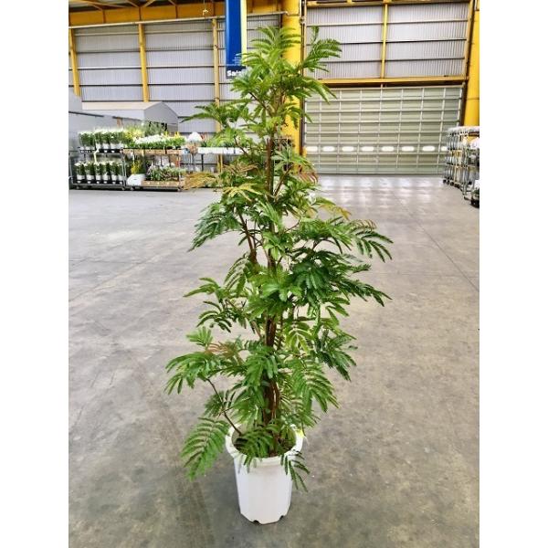 ネムの木　エバーフレッシュ　大型　鉢付き 楽天市場】エバーフレッシュ ねむの木 7号鉢サイズ 白色