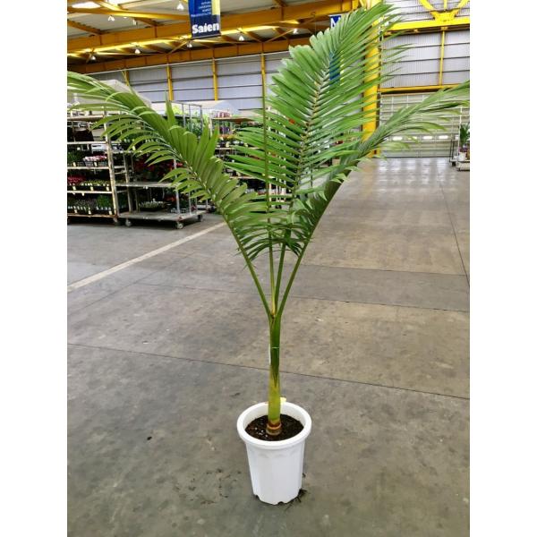 キングパーム　(ユスラヤシ) 希少　送料無料 楽天市場】観葉植物 ユスラヤシ キングパーム 7号鉢 高さ約111cm