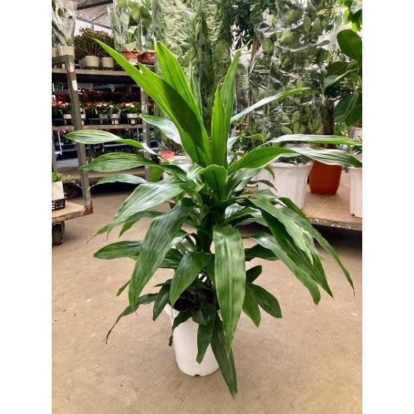 ドラセナ ワーネッキー 10号 青 観葉植物 鉢植え 販売 苗 苗木 送料